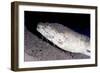 King Spotted Snake Eel (Ophichthus Ophis), Dominica, West Indies, Caribbean, Central America-Lisa Collins-Framed Photographic Print