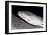 King Spotted Snake Eel (Ophichthus Ophis), Dominica, West Indies, Caribbean, Central America-Lisa Collins-Framed Photographic Print