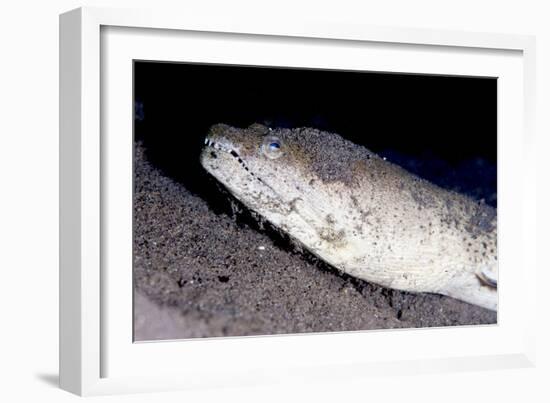 King Spotted Snake Eel (Ophichthus Ophis), Dominica, West Indies, Caribbean, Central America-Lisa Collins-Framed Photographic Print