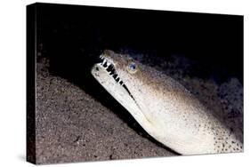 King Spotted Snake Eel (Ophichthus Ophis), Dominica, West Indies, Caribbean, Central America-Lisa Collins-Stretched Canvas