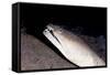 King Spotted Snake Eel (Ophichthus Ophis), Dominica, West Indies, Caribbean, Central America-Lisa Collins-Framed Stretched Canvas