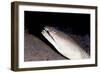 King Spotted Snake Eel (Ophichthus Ophis), Dominica, West Indies, Caribbean, Central America-Lisa Collins-Framed Photographic Print