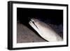 King Spotted Snake Eel (Ophichthus Ophis), Dominica, West Indies, Caribbean, Central America-Lisa Collins-Framed Photographic Print