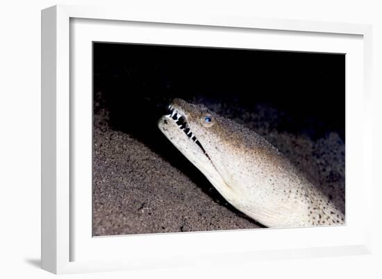 King Spotted Snake Eel (Ophichthus Ophis), Dominica, West Indies, Caribbean, Central America-Lisa Collins-Framed Photographic Print