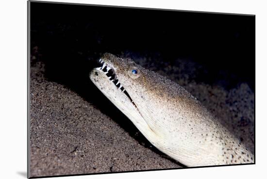 King Spotted Snake Eel (Ophichthus Ophis), Dominica, West Indies, Caribbean, Central America-Lisa Collins-Mounted Photographic Print