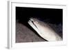 King Spotted Snake Eel (Ophichthus Ophis), Dominica, West Indies, Caribbean, Central America-Lisa Collins-Framed Photographic Print