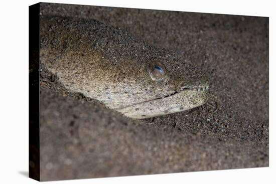 King Spotted Snake Eel (Ophichthus Ophis), Dominica, West Indies, Caribbean, Central America-Lisa Collins-Stretched Canvas
