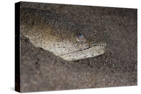 King Spotted Snake Eel (Ophichthus Ophis), Dominica, West Indies, Caribbean, Central America-Lisa Collins-Stretched Canvas