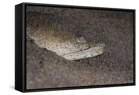 King Spotted Snake Eel (Ophichthus Ophis), Dominica, West Indies, Caribbean, Central America-Lisa Collins-Framed Stretched Canvas
