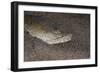 King Spotted Snake Eel (Ophichthus Ophis), Dominica, West Indies, Caribbean, Central America-Lisa Collins-Framed Photographic Print