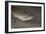 King Spotted Snake Eel (Ophichthus Ophis), Dominica, West Indies, Caribbean, Central America-Lisa Collins-Framed Photographic Print