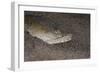 King Spotted Snake Eel (Ophichthus Ophis), Dominica, West Indies, Caribbean, Central America-Lisa Collins-Framed Photographic Print