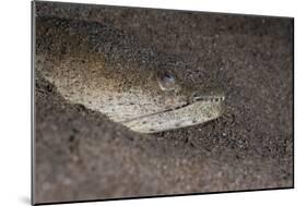 King Spotted Snake Eel (Ophichthus Ophis), Dominica, West Indies, Caribbean, Central America-Lisa Collins-Mounted Photographic Print