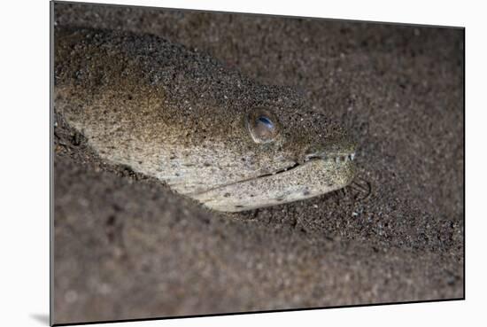 King Spotted Snake Eel (Ophichthus Ophis), Dominica, West Indies, Caribbean, Central America-Lisa Collins-Mounted Photographic Print