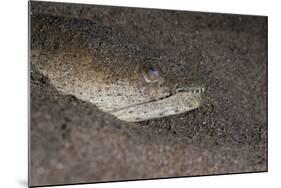 King Spotted Snake Eel (Ophichthus Ophis), Dominica, West Indies, Caribbean, Central America-Lisa Collins-Mounted Photographic Print