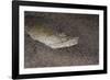 King Spotted Snake Eel (Ophichthus Ophis), Dominica, West Indies, Caribbean, Central America-Lisa Collins-Framed Photographic Print