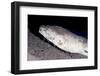 King Spotted Snake Eel (Ophichthus Ophis), Dominica, West Indies, Caribbean, Central America-Lisa Collins-Framed Photographic Print