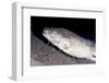 King Spotted Snake Eel (Ophichthus Ophis), Dominica, West Indies, Caribbean, Central America-Lisa Collins-Framed Photographic Print