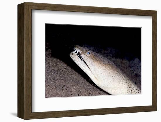 King Spotted Snake Eel (Ophichthus Ophis), Dominica, West Indies, Caribbean, Central America-Lisa Collins-Framed Photographic Print