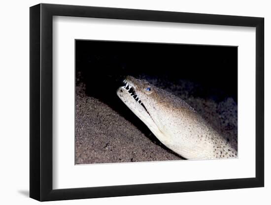 King Spotted Snake Eel (Ophichthus Ophis), Dominica, West Indies, Caribbean, Central America-Lisa Collins-Framed Photographic Print