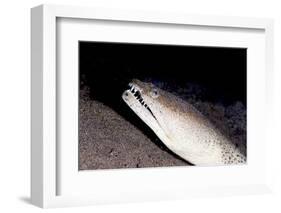 King Spotted Snake Eel (Ophichthus Ophis), Dominica, West Indies, Caribbean, Central America-Lisa Collins-Framed Photographic Print