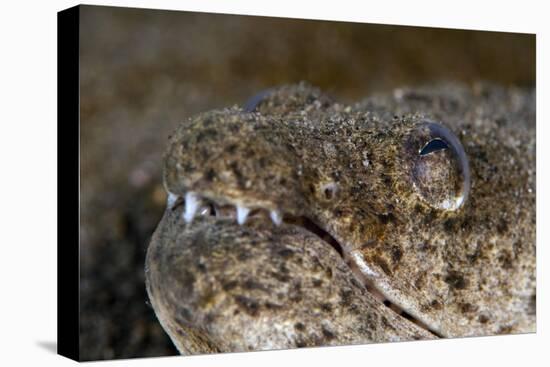 King Spotted Snake Eel (Ophichthys Ophis), Dominica, West Indies, Caribbean, Central America-Lisa Collins-Stretched Canvas