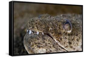 King Spotted Snake Eel (Ophichthys Ophis), Dominica, West Indies, Caribbean, Central America-Lisa Collins-Framed Stretched Canvas