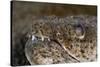 King Spotted Snake Eel (Ophichthys Ophis), Dominica, West Indies, Caribbean, Central America-Lisa Collins-Stretched Canvas
