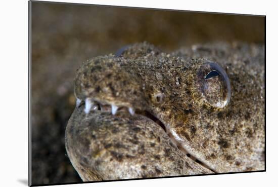 King Spotted Snake Eel (Ophichthys Ophis), Dominica, West Indies, Caribbean, Central America-Lisa Collins-Mounted Photographic Print