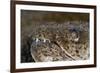 King Spotted Snake Eel (Ophichthys Ophis), Dominica, West Indies, Caribbean, Central America-Lisa Collins-Framed Photographic Print