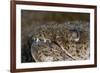 King Spotted Snake Eel (Ophichthys Ophis), Dominica, West Indies, Caribbean, Central America-Lisa Collins-Framed Photographic Print