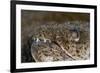 King Spotted Snake Eel (Ophichthys Ophis), Dominica, West Indies, Caribbean, Central America-Lisa Collins-Framed Photographic Print