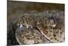 King Spotted Snake Eel (Ophichthys Ophis), Dominica, West Indies, Caribbean, Central America-Lisa Collins-Mounted Photographic Print