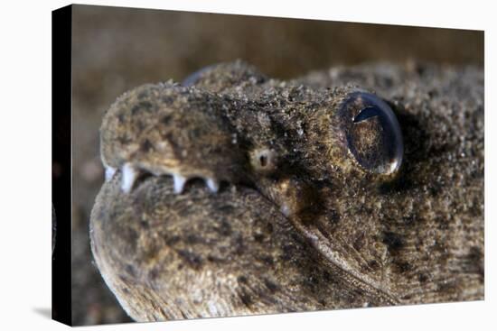 King Spotted Snake Eel (Ophichthys Ophis), Dominica, West Indies, Caribbean, Central America-Lisa Collins-Stretched Canvas