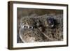 King Spotted Snake Eel (Ophichthys Ophis), Dominica, West Indies, Caribbean, Central America-Lisa Collins-Framed Photographic Print