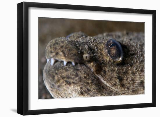 King Spotted Snake Eel (Ophichthys Ophis), Dominica, West Indies, Caribbean, Central America-Lisa Collins-Framed Photographic Print