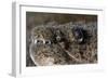 King Spotted Snake Eel (Ophichthys Ophis), Dominica, West Indies, Caribbean, Central America-Lisa Collins-Framed Photographic Print