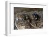 King Spotted Snake Eel (Ophichthys Ophis), Dominica, West Indies, Caribbean, Central America-Lisa Collins-Framed Photographic Print