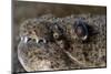 King Spotted Snake Eel (Ophichthys Ophis), Dominica, West Indies, Caribbean, Central America-Lisa Collins-Mounted Photographic Print