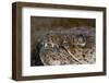 King Spotted Snake Eel (Ophichthys Ophis), Dominica, West Indies, Caribbean, Central America-Lisa Collins-Framed Photographic Print