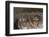 King Spotted Snake Eel (Ophichthys Ophis), Dominica, West Indies, Caribbean, Central America-Lisa Collins-Framed Photographic Print
