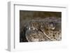 King Spotted Snake Eel (Ophichthys Ophis), Dominica, West Indies, Caribbean, Central America-Lisa Collins-Framed Photographic Print