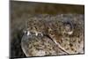 King Spotted Snake Eel (Ophichthys Ophis), Dominica, West Indies, Caribbean, Central America-Lisa Collins-Mounted Photographic Print
