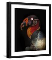 King Vulture-Sarcoramphus Papa-Ferdinando Valverde-Framed Giclee Print