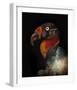 King Vulture-Sarcoramphus Papa-Ferdinando Valverde-Framed Giclee Print