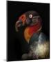 King Vulture-Sarcoramphus Papa-Ferdinando Valverde-Mounted Giclee Print