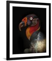 King Vulture-Sarcoramphus Papa-Ferdinando Valverde-Framed Giclee Print