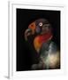 King Vulture-Sarcoramphus Papa-Ferdinando Valverde-Framed Giclee Print