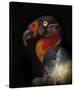 King Vulture-Sarcoramphus Papa-Ferdinando Valverde-Stretched Canvas