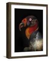 King Vulture-Sarcoramphus Papa-Ferdinando Valverde-Framed Photographic Print